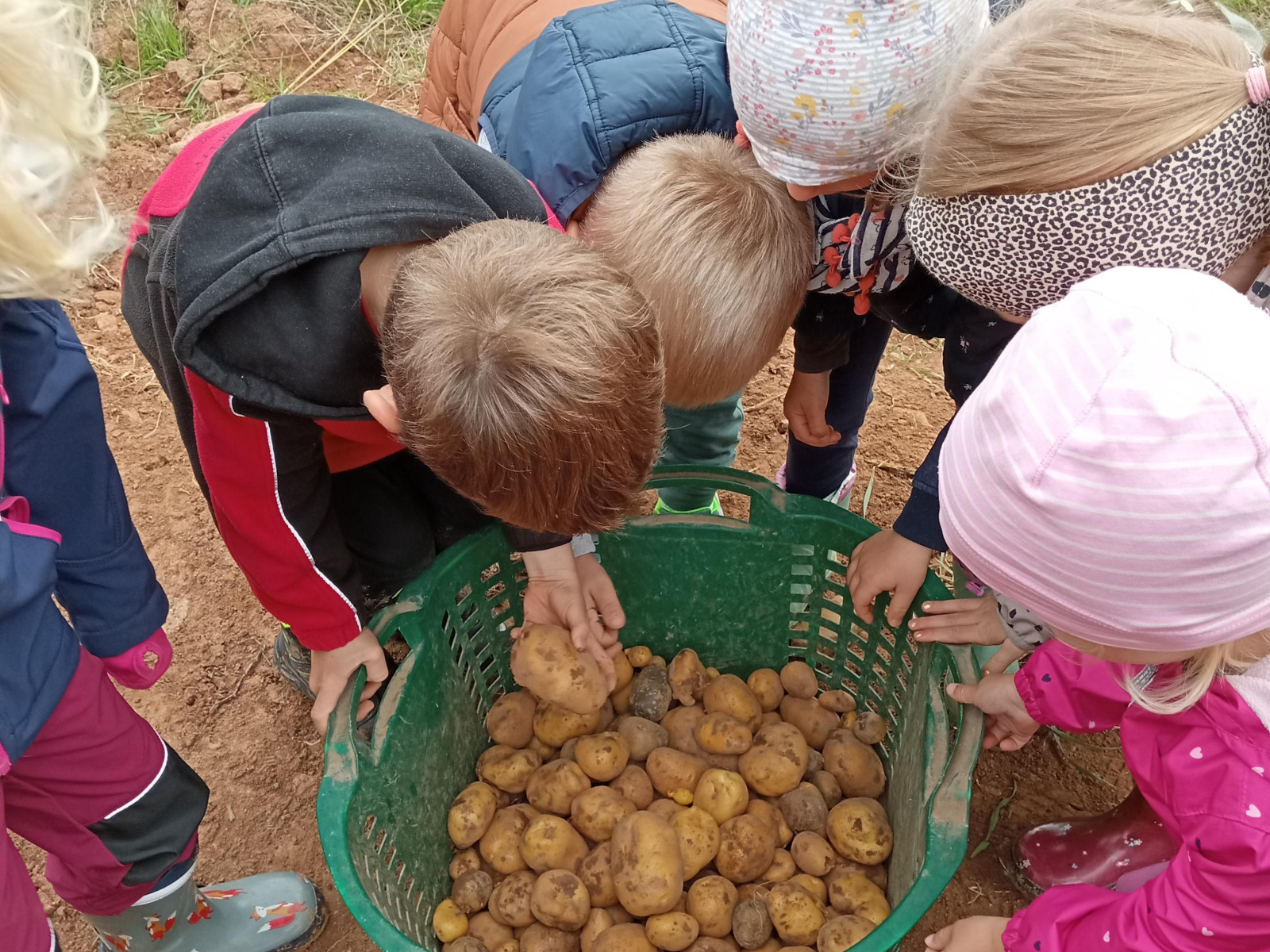Kinder beugen sich über einen Korb mit Kartoffeln auf einem Feld.